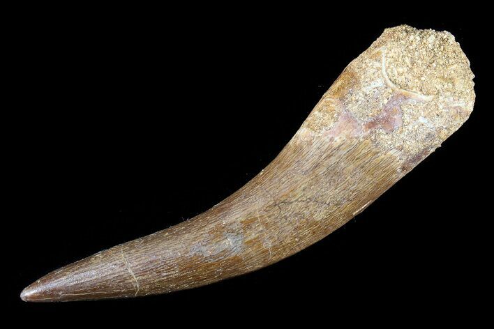 Large, Fossil Plesiosaur (Zarafasaura) Tooth - Morocco #81825